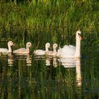 Schwan mit Kindern Tongruben Bensheim 3 2020