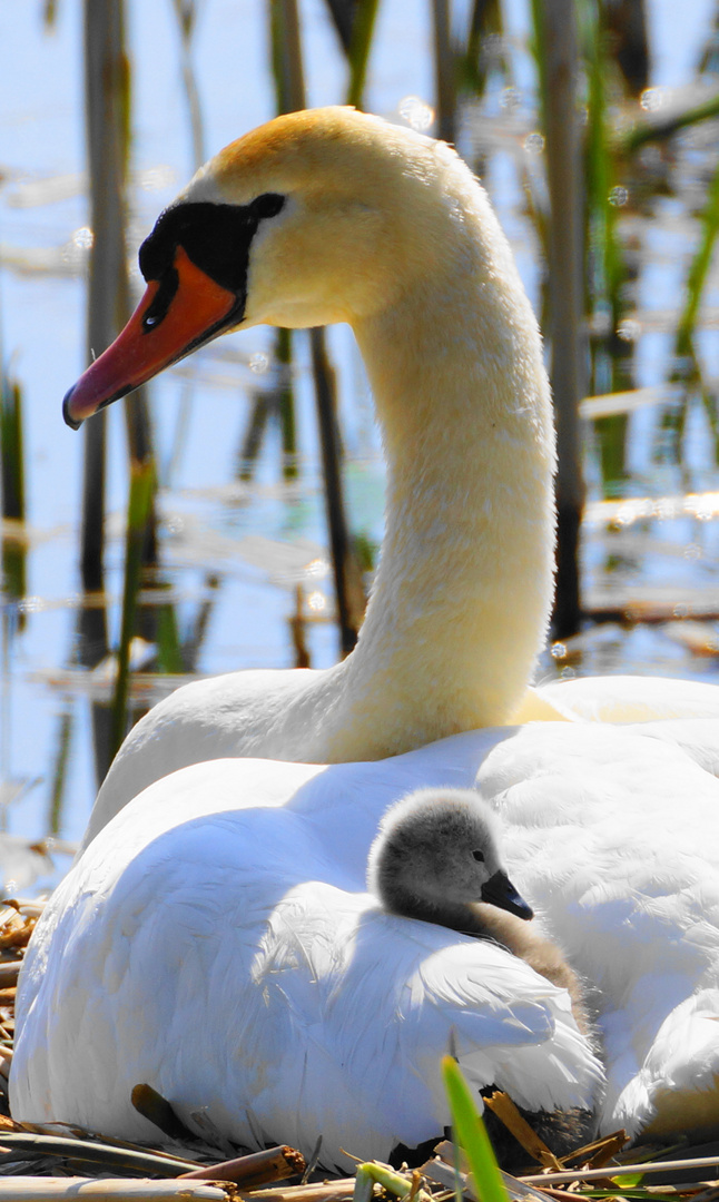 Schwan mit Kücken