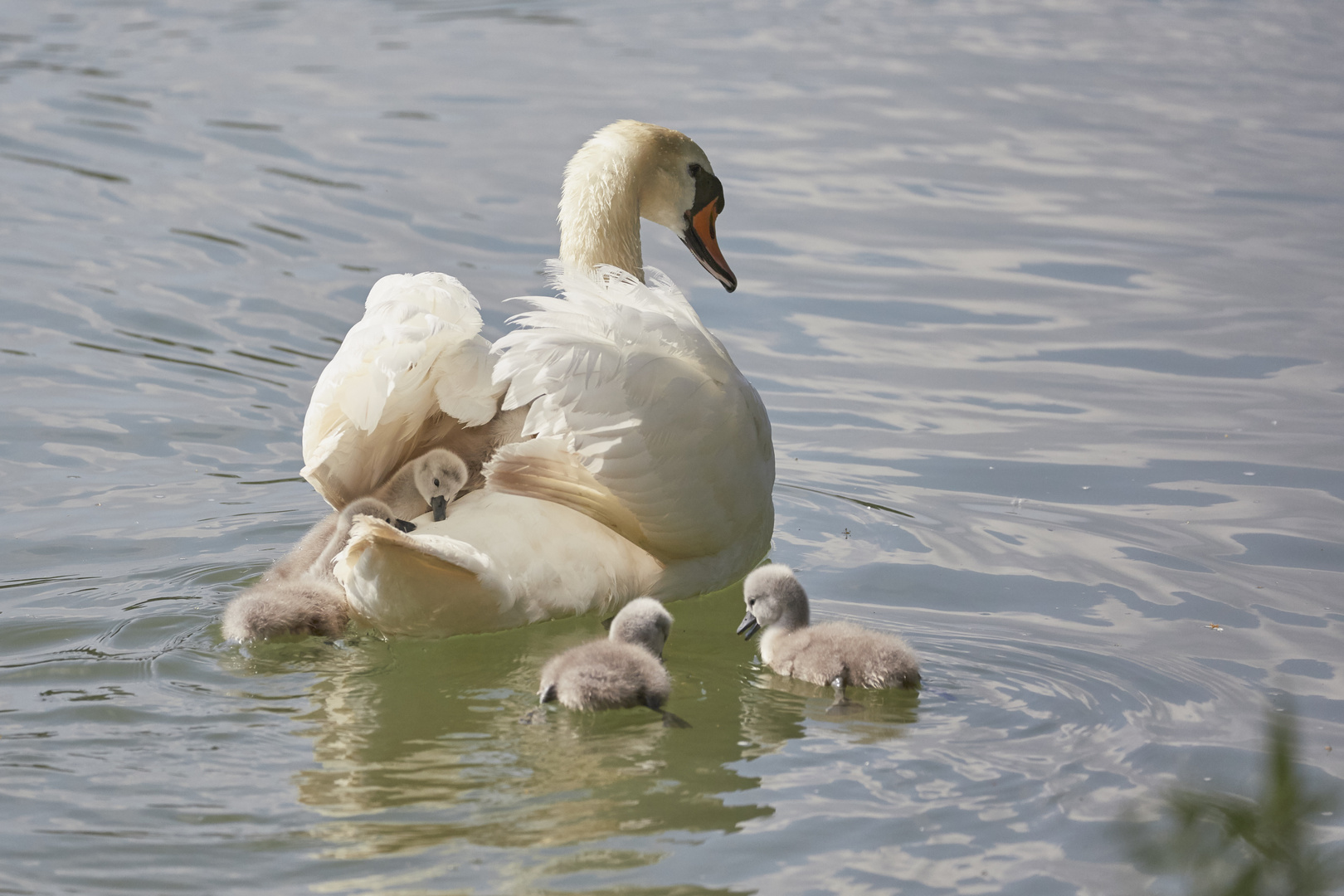 Schwan mit Küken