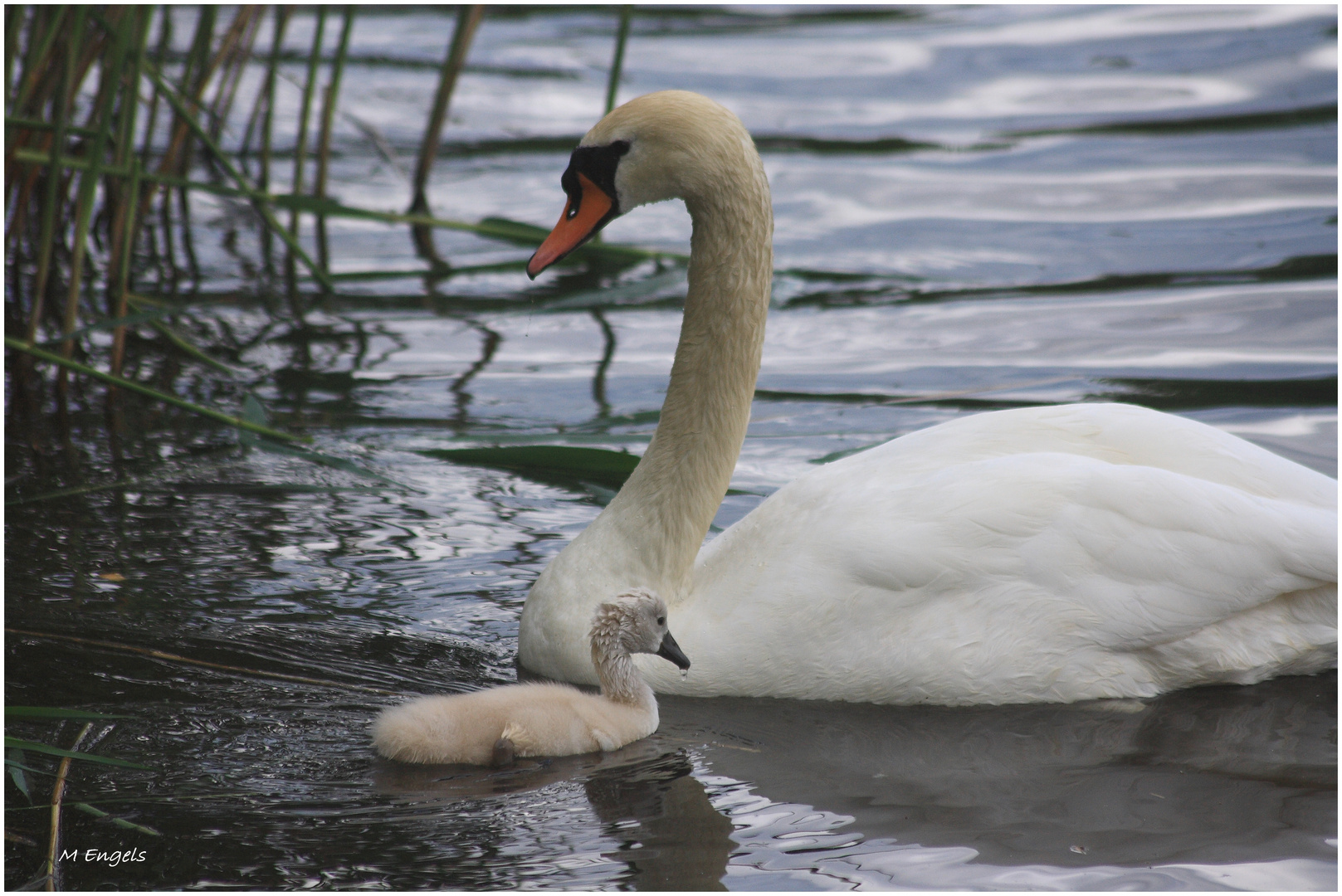 schwan mit  küken