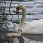 schwan mit  küken