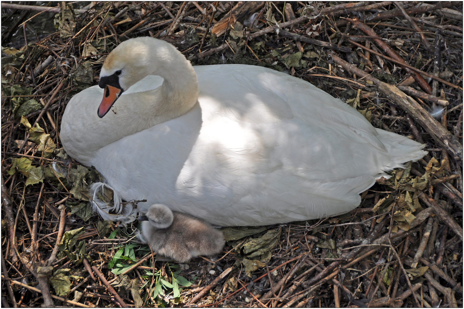 Schwan mit Küken