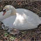 Schwan mit Küken