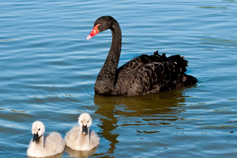 Schwan mit Küken