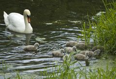 Schwan mit Küken