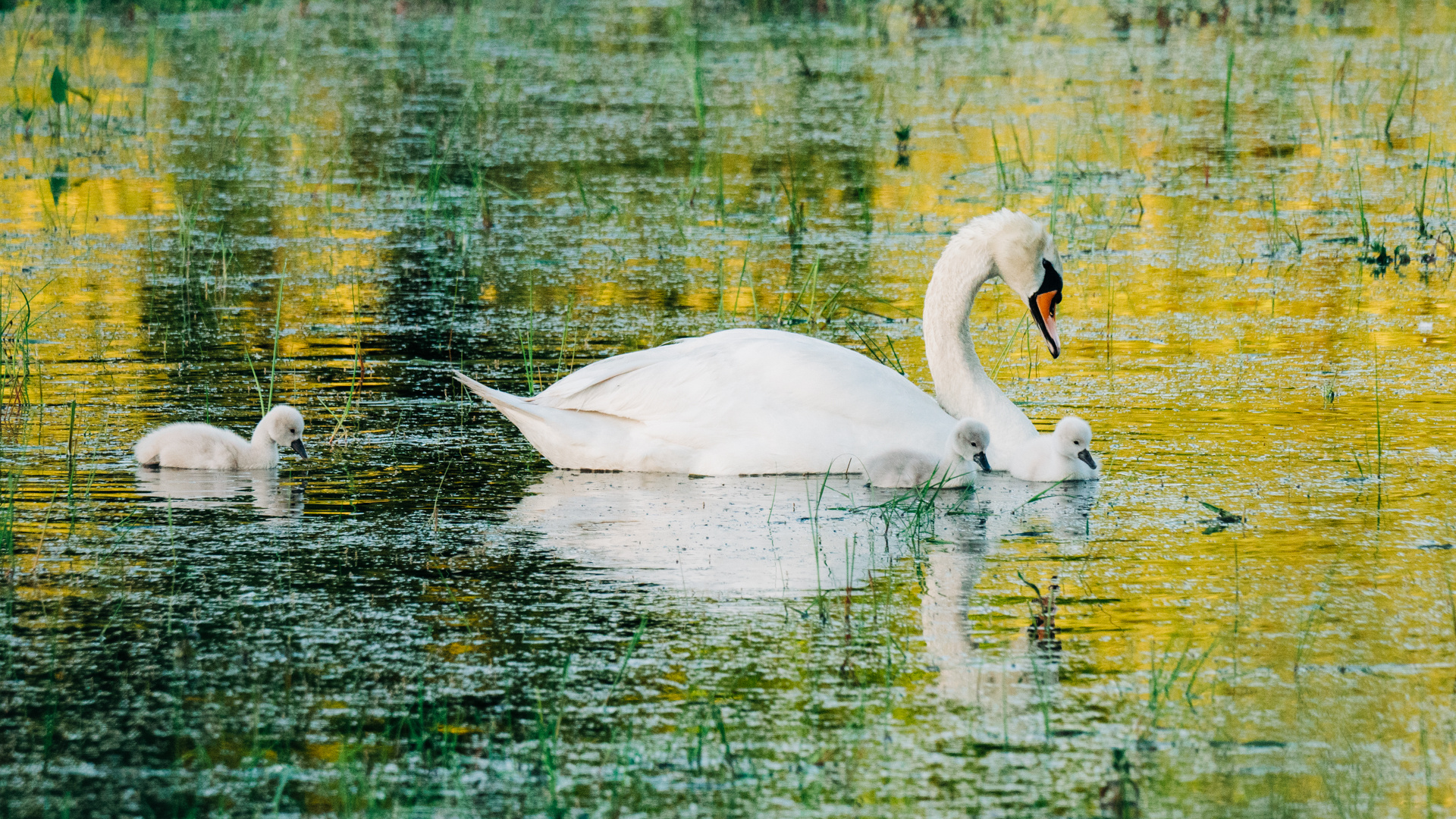 Schwan mit Küken Tongruben bei Bensheim 2 2020