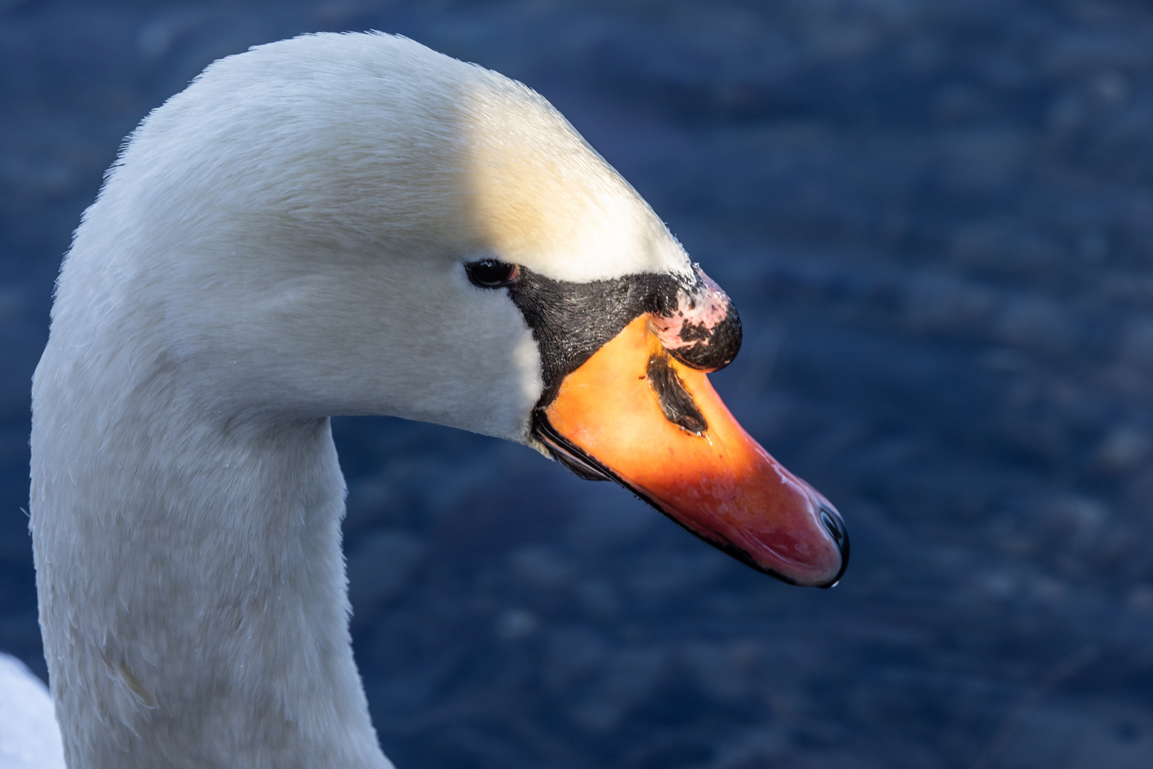 Schwan mit Lichtblick