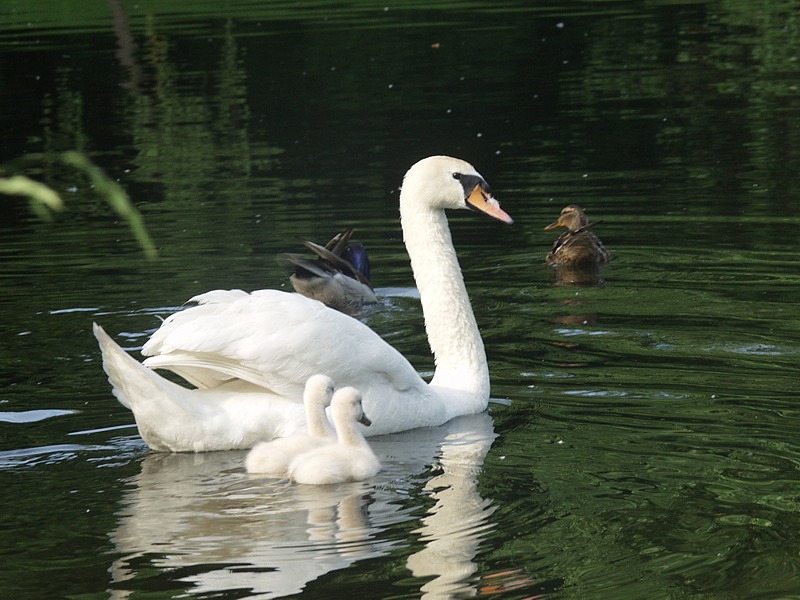 Schwan mit Nachwuchs