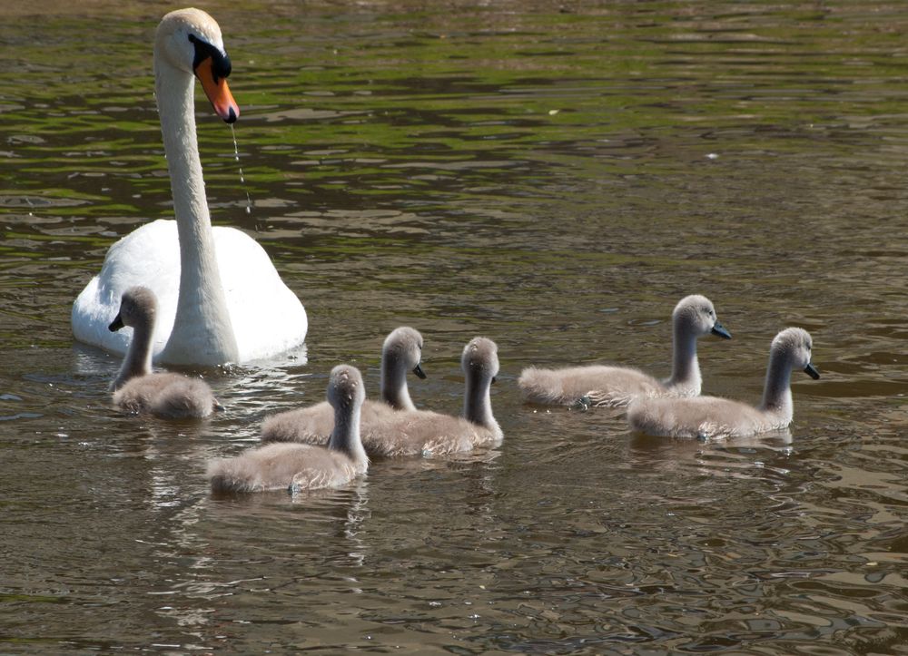 Schwan mit Nachwuchs 1