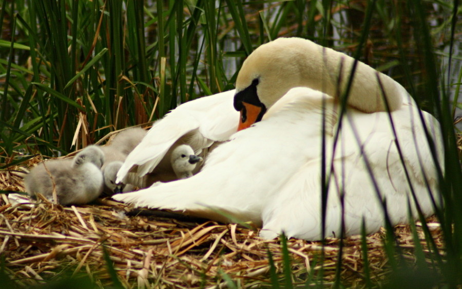 Schwan mit Nachwuchs