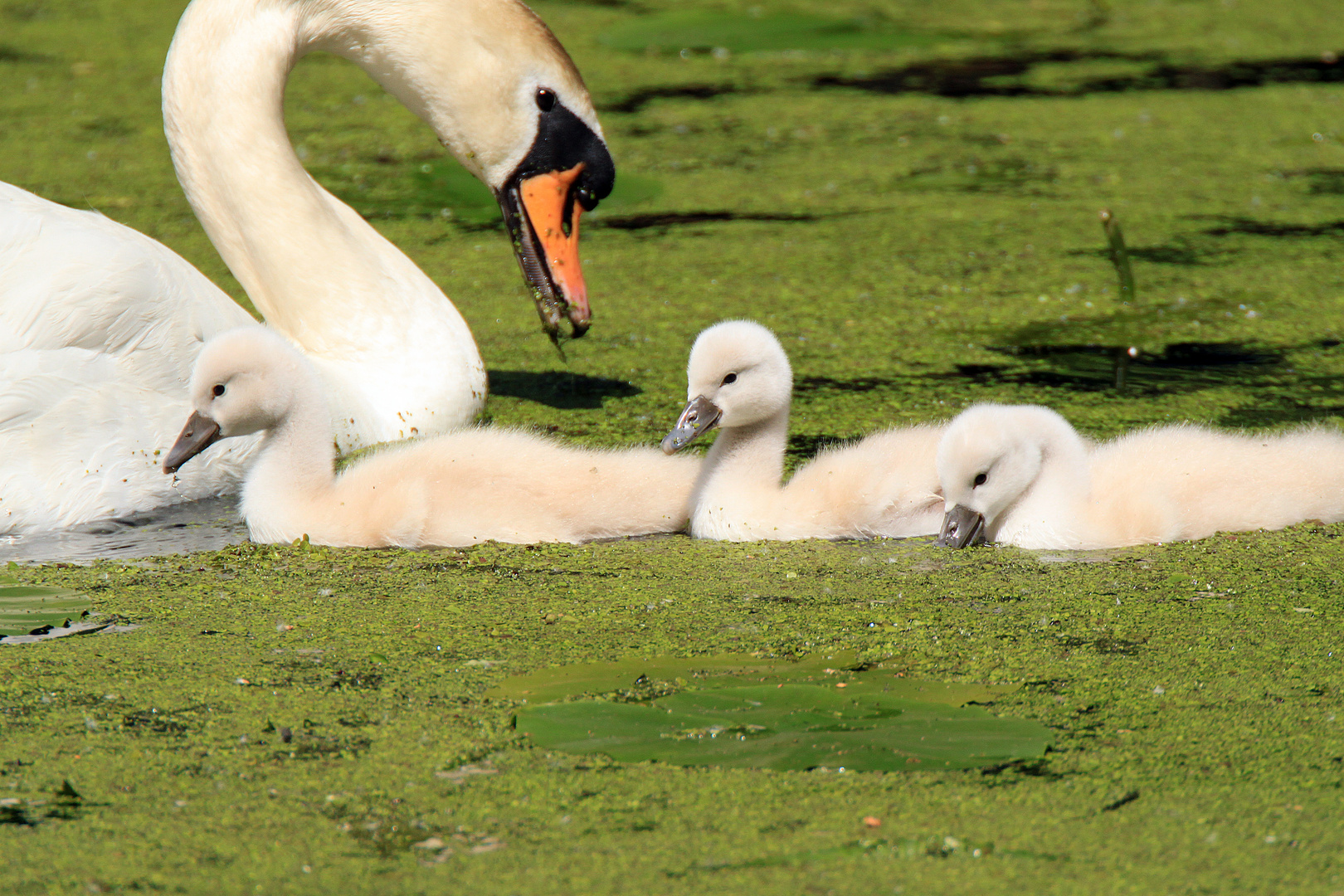 Schwan mit Nachwuchs