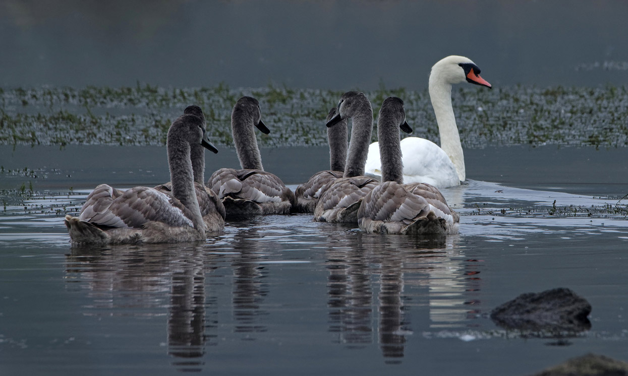 Schwan mit Nachwuchs