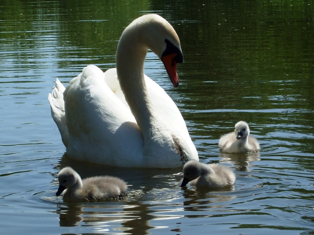 Schwan mit Nachwuchs