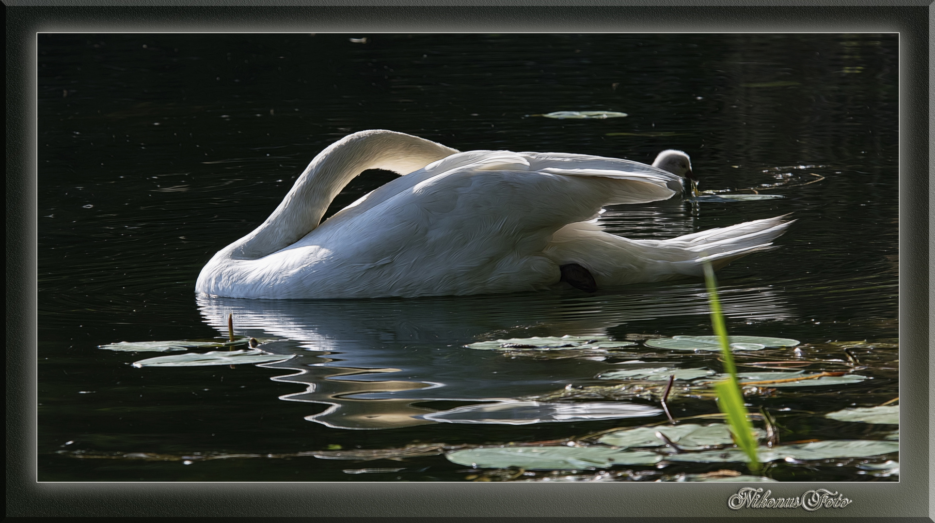  Schwan mit Nachwuchs