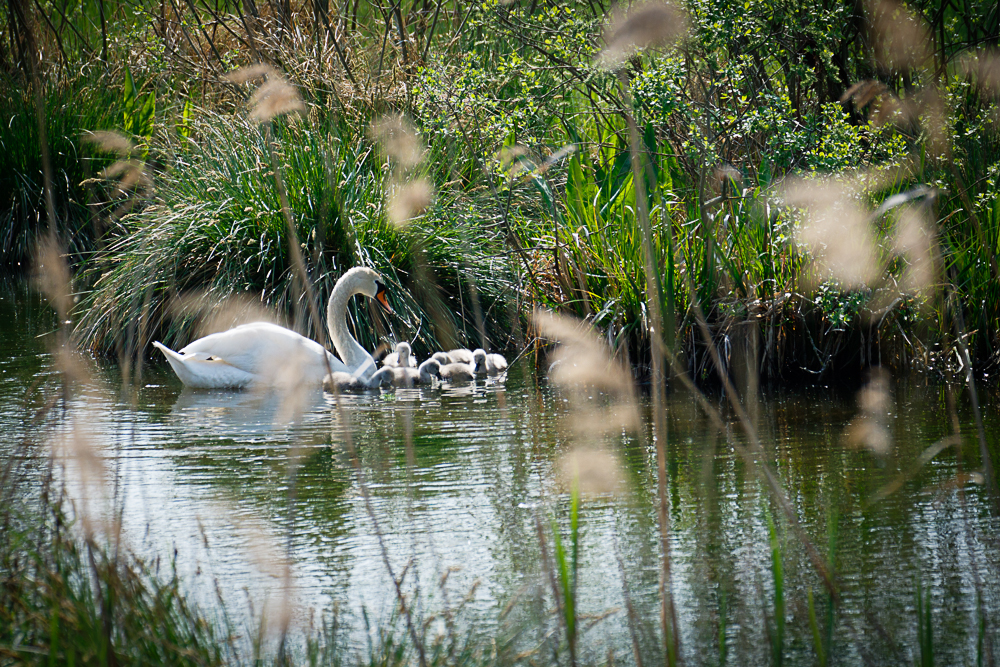 Schwan mit Nachwuchs