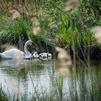 Schwan mit Nachwuchs