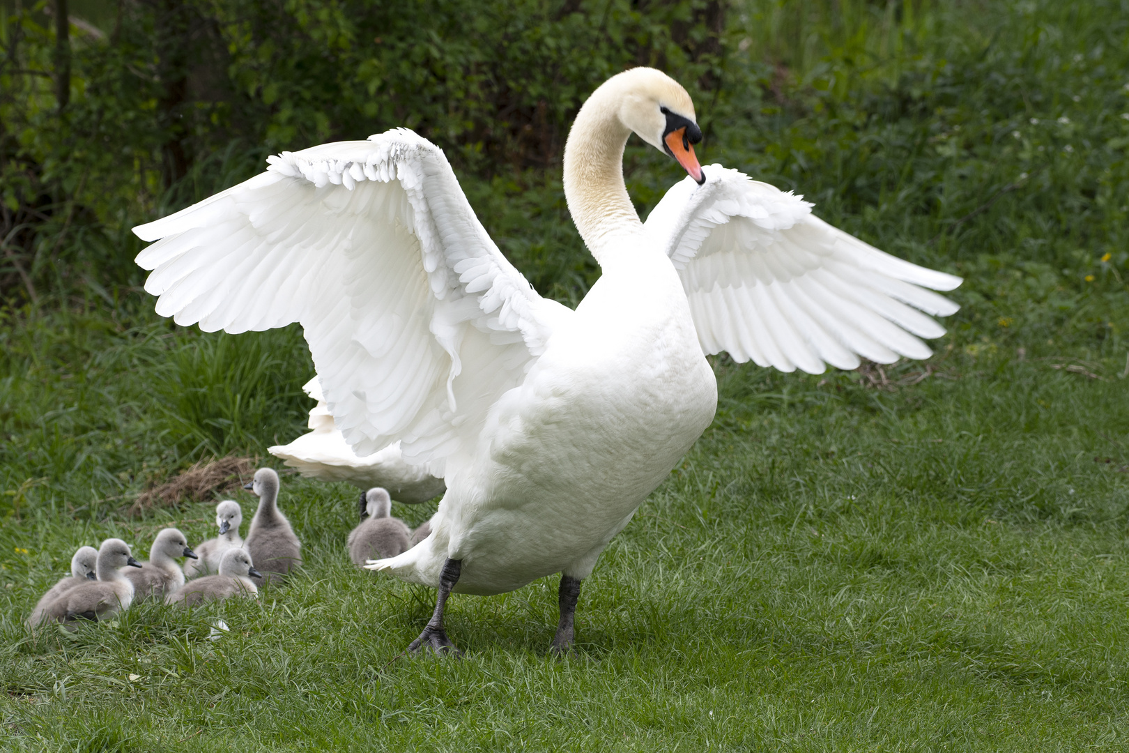 Schwan mit Nachwuchs 