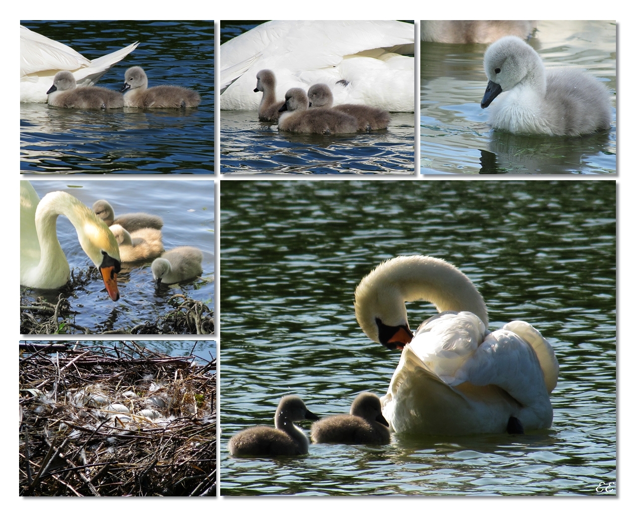 Schwan mit Nachwuchs