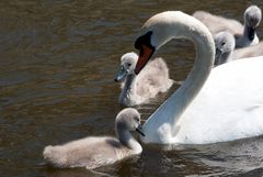 Schwan mit Nachwuchs