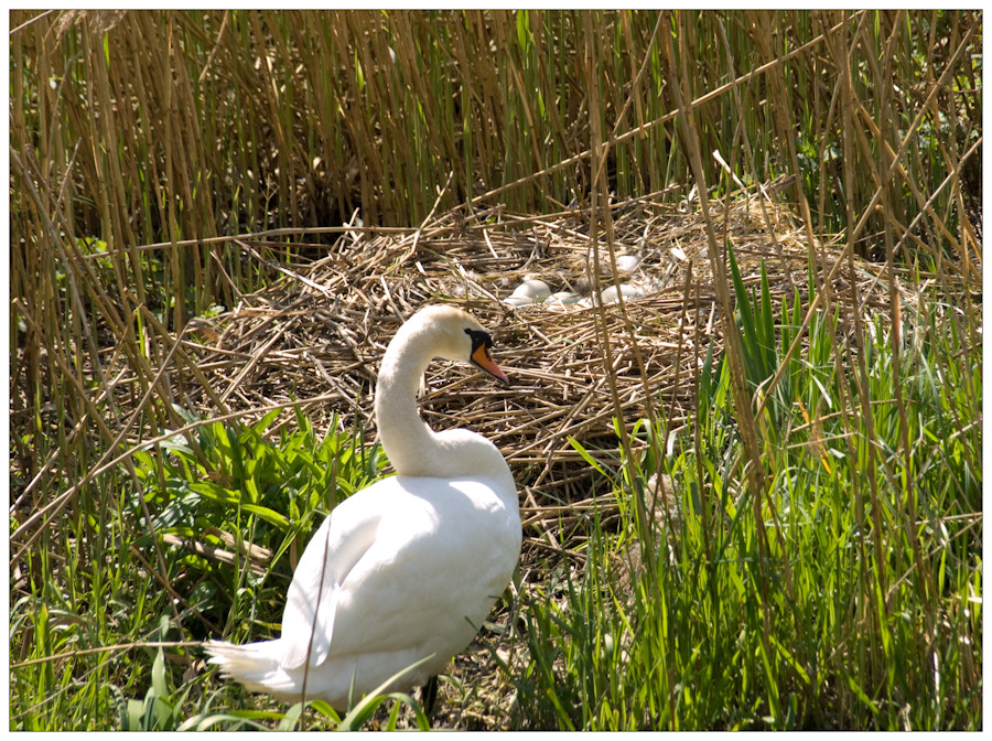 Schwan mit Nest an der Isar