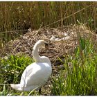 Schwan mit Nest an der Isar