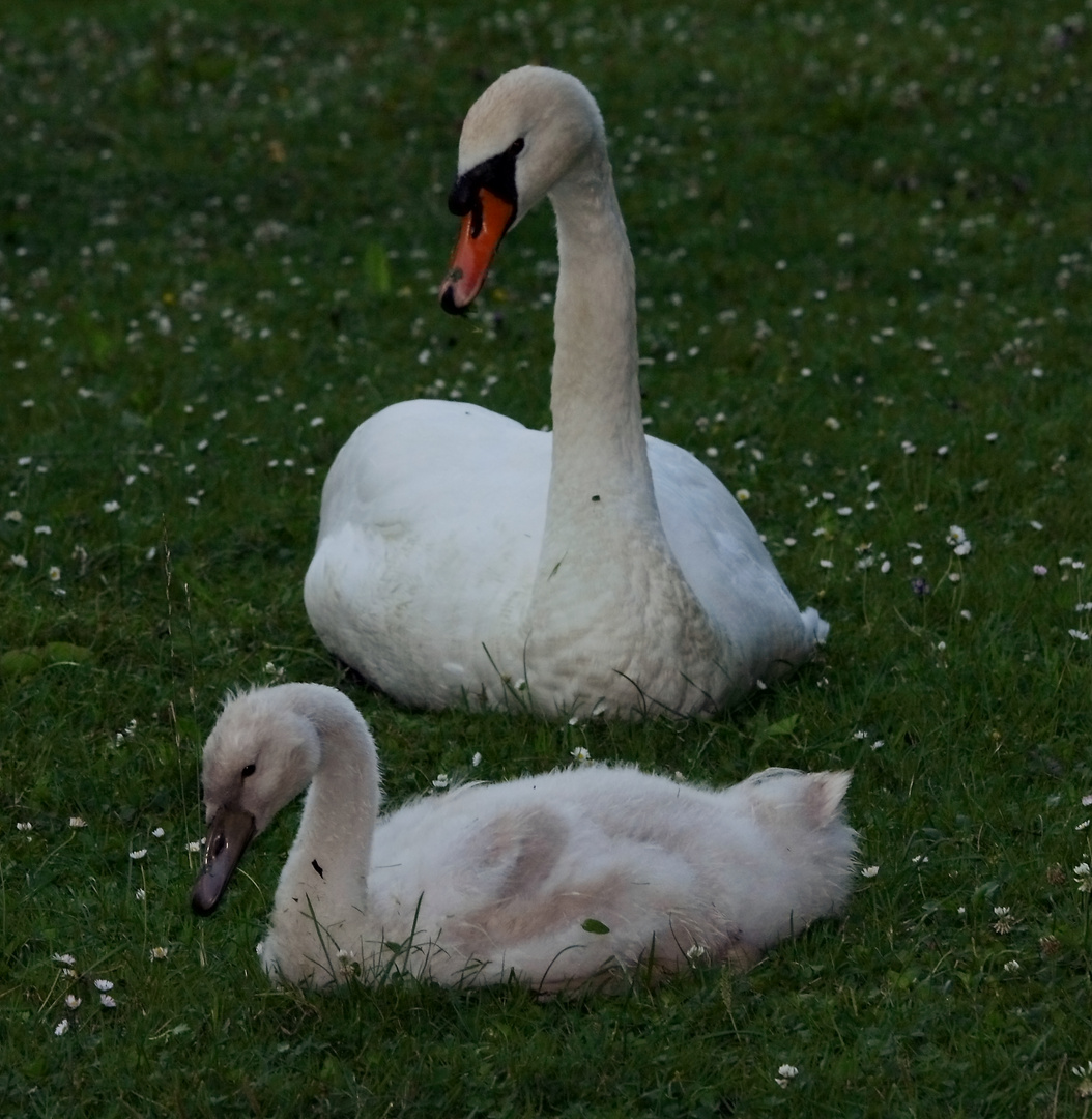 Schwan mit Schwänchen Küken