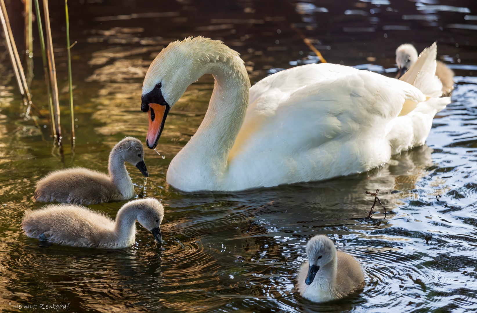 Schwan mit Schwanenküken