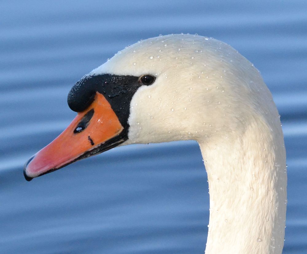 Schwan mit Schweißperlen auf der Stirn