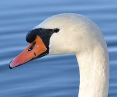 Schwan mit Schweißperlen auf der Stirn