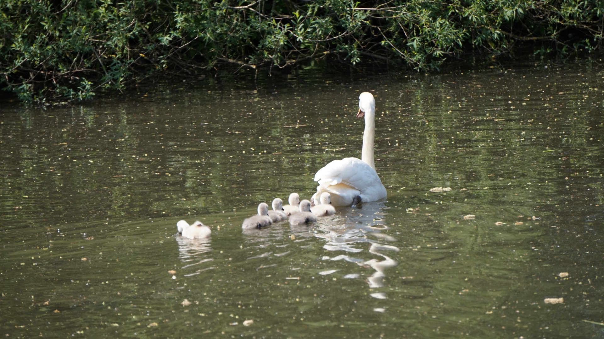 Schwan mit seiner Brut