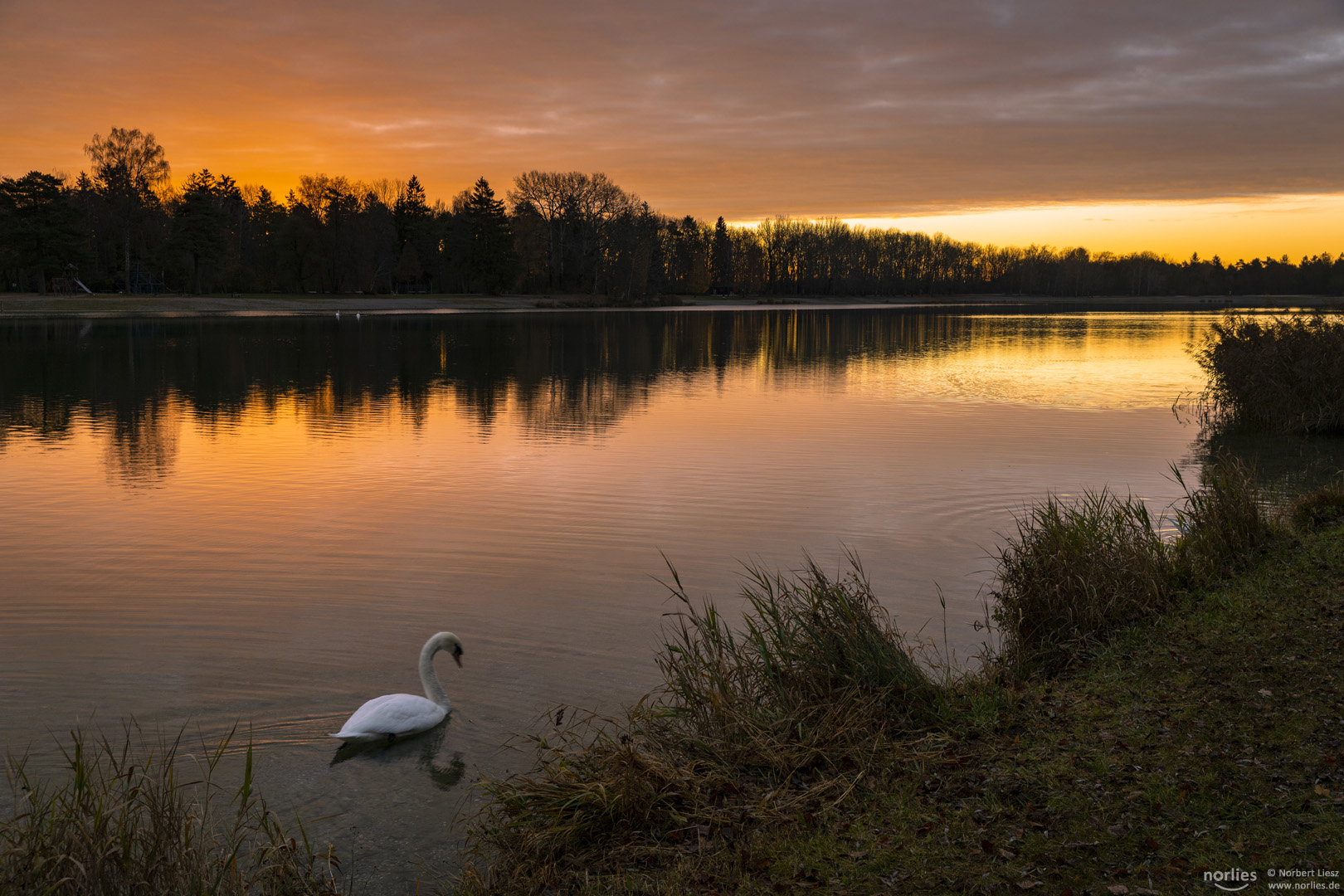 Schwan mit Sonnenaufgang