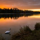 Schwan mit Sonnenaufgang