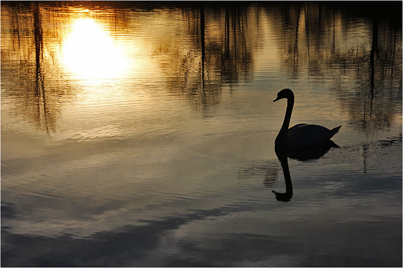 Schwan mit Sonnenuntergangsstimmung