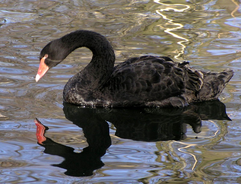 Schwan mit Spiegelbild