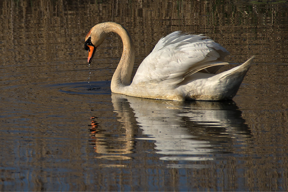 Schwan mit Spiegelbild