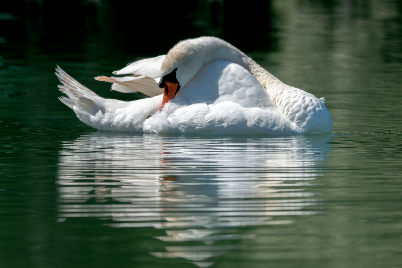 Schwan mit Spiegelung