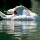 Schwan mit Spiegelung