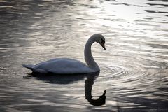 Schwan mit Spiegelung