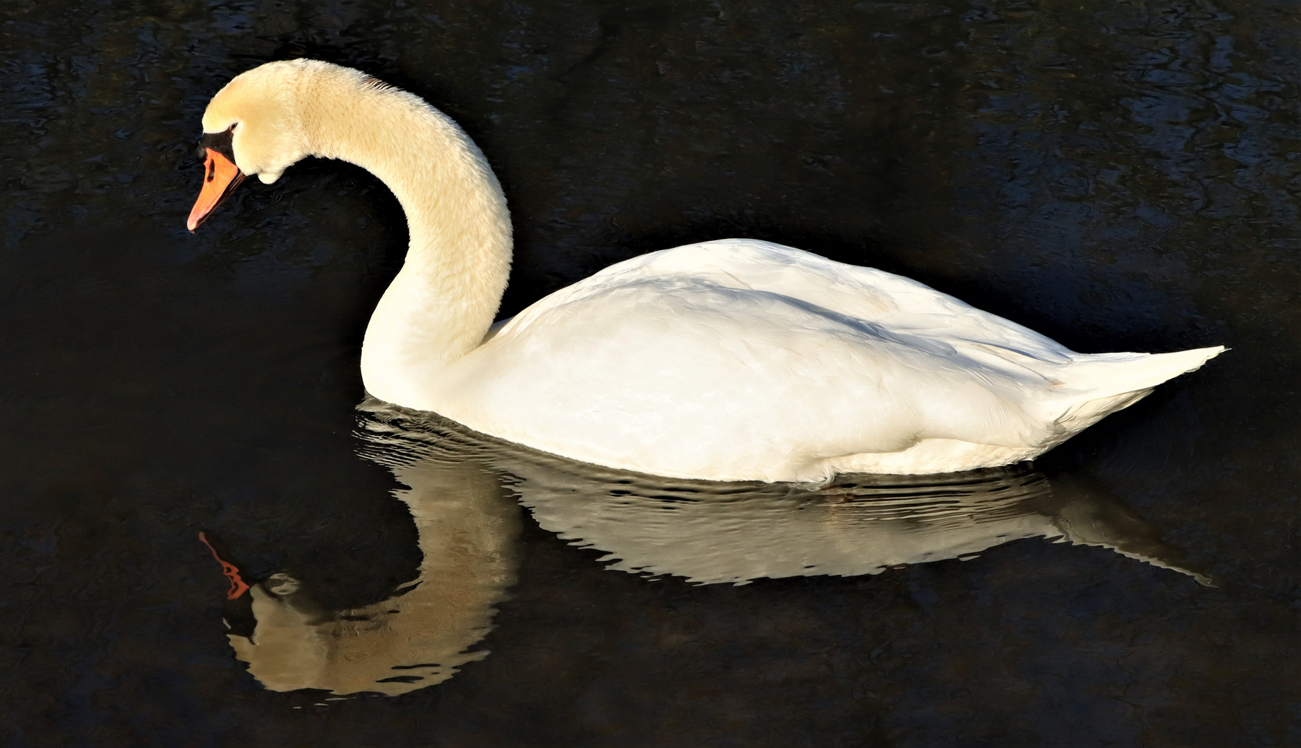 Schwan mit Spiegelung