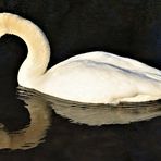 Schwan mit Spiegelung