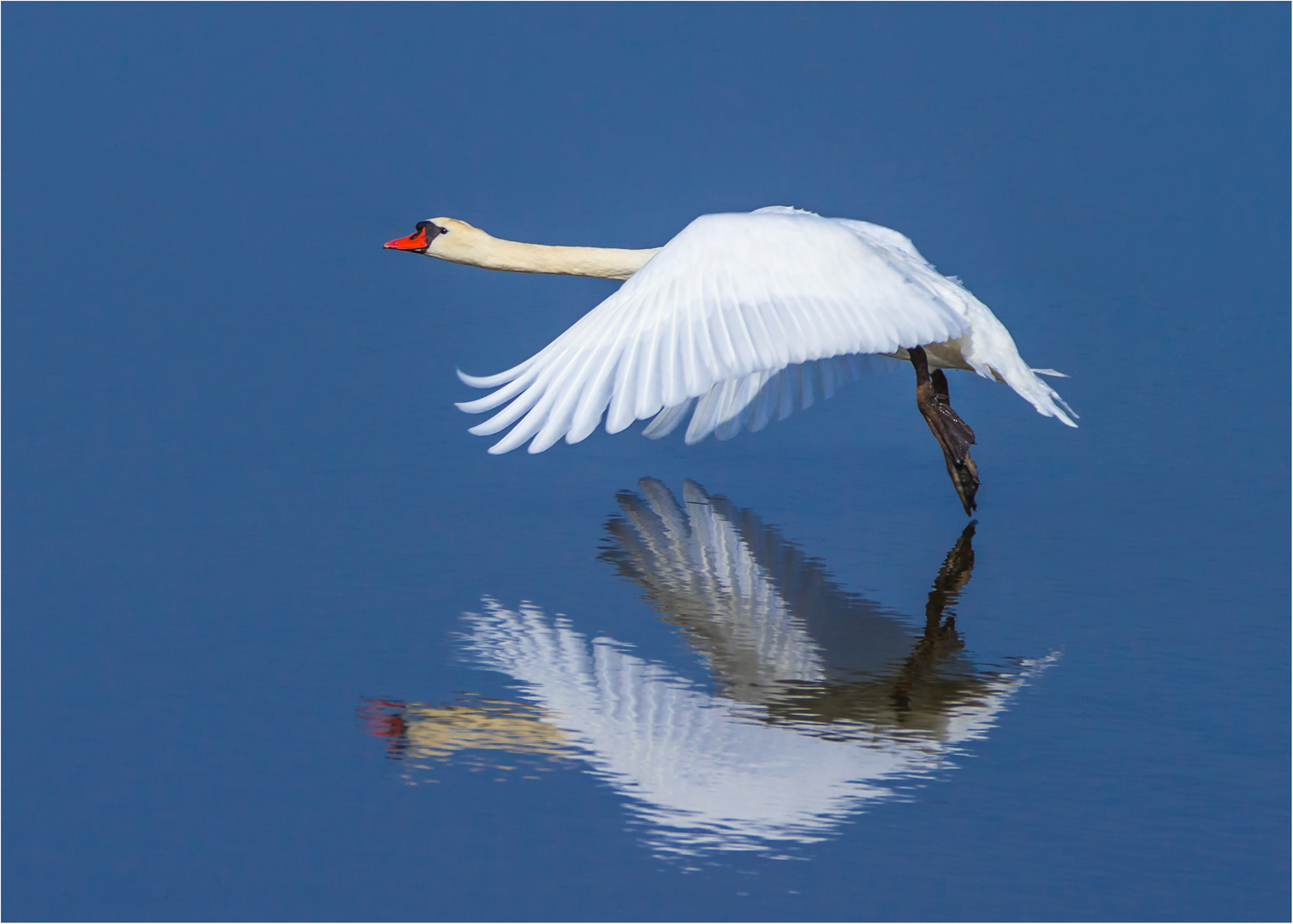 Schwan mit Spiegelung