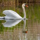 Schwan mit Spiegelung auf dem Wasser