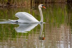 Schwan mit Spiegelung auf dem Wasser