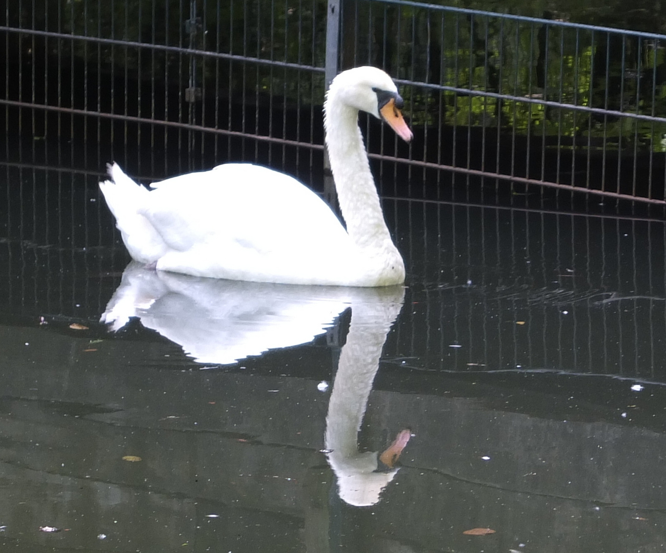 Schwan mit Spiegelung