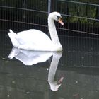 Schwan mit Spiegelung