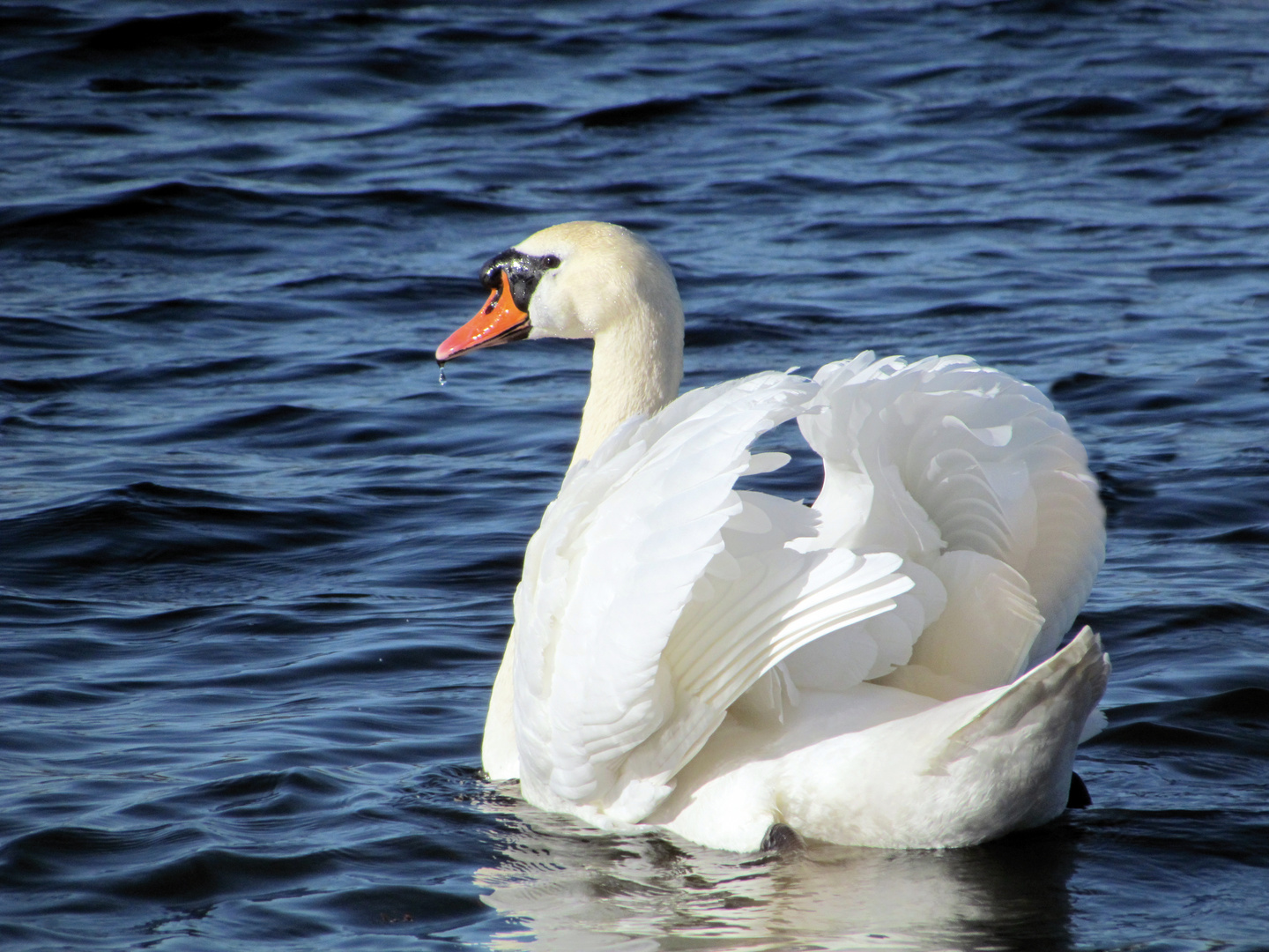 Schwan mit Tropfen am Schnabel