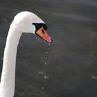 Schwan mit tropfendem Schnabel 2 / Swan with a Dripping Beak 2
