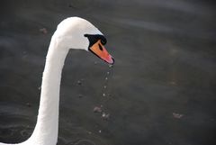 Schwan mit tropfendem Schnabel 2 / Swan with a Dripping Beak 2