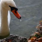 Schwan mit tropfendem Schnabel / Swan with a Dripping Beak