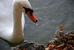 Schwan mit tropfendem Schnabel / Swan with a Dripping Beak